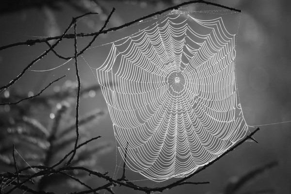 'Networking' o teranyina interconnectada a través de fils que configuren una sèrie de camins d’anada i tornada.